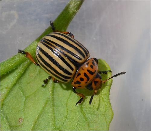 Réf. 127 067 : Leptinotarsa decemlineata