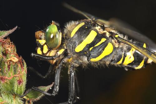 Cordulegaster boltonii