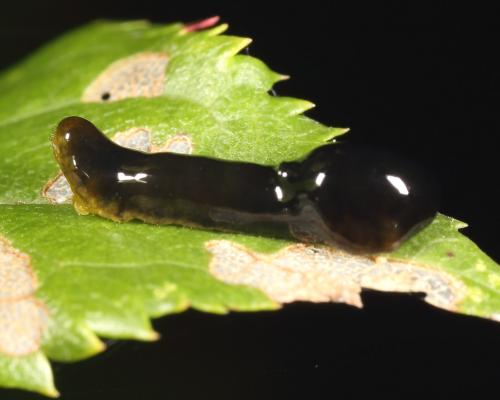 Caliroa cerasi