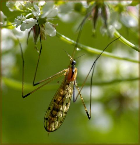 Réf. 127 788 : Limonia nigropunctata