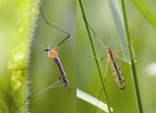 Réf. 127 789 : Limonia nigropunctata