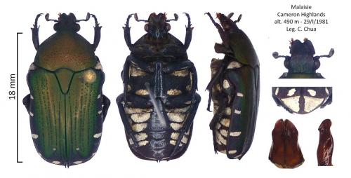 Glycyphana malayensis