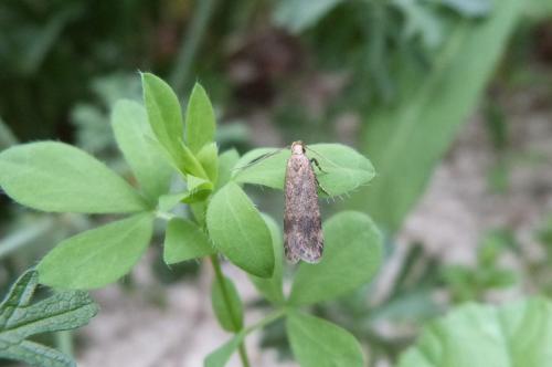 Pexicopia malvella