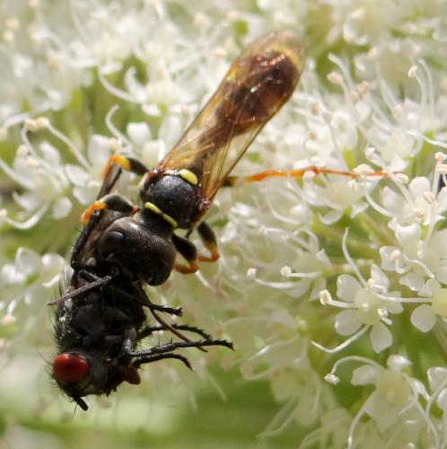 Mellinus arvensis