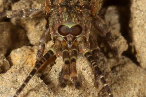 Réf. 127 705 : Trigoniophthalmus alternatus