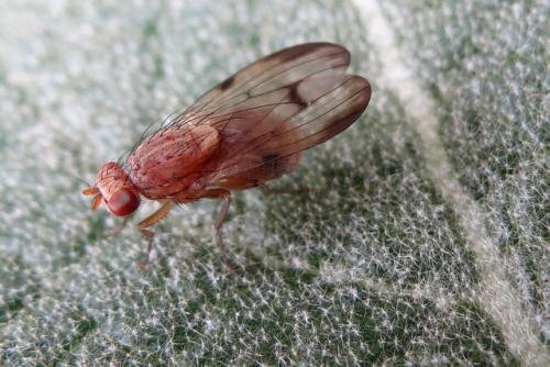 Minettia inusta
