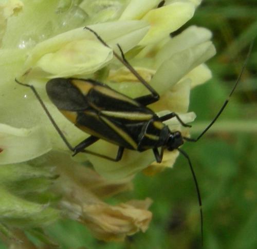 Hadrodemus m-flavum