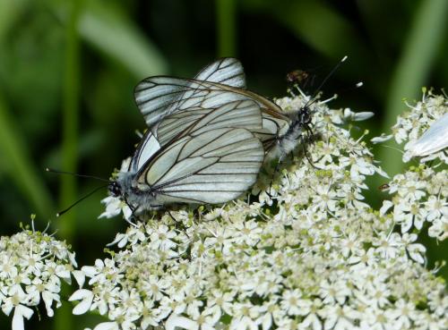 Réf. 127 667 : Aporia crataegi