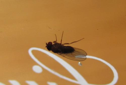Réf. 127 540 : Drosophila sp.