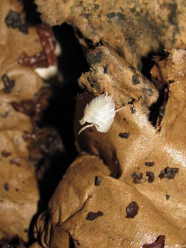 Oniscus asellus