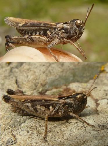Myrmeleotettix maculatus maculatus