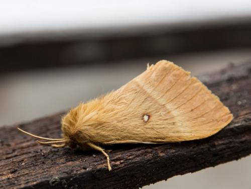 Réf. 127 208 : Lasiocampa quercus