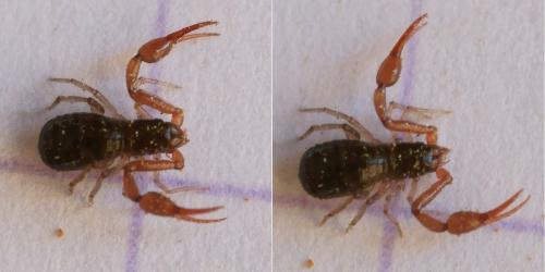 Neobisium jugorum