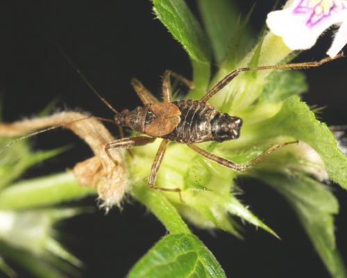 Réf. 127 073 : Himacerus apterus