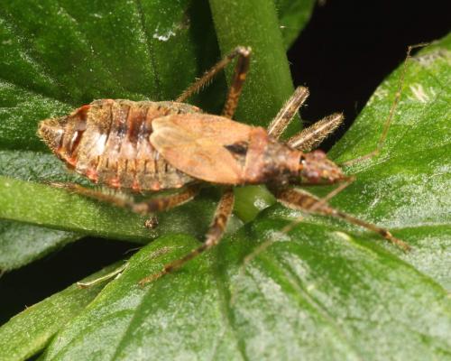 Himacerus apterus