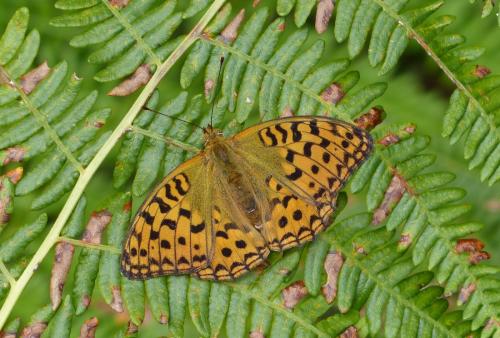 Argynnis adippe