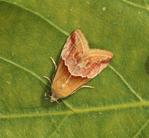 Eublemma parva