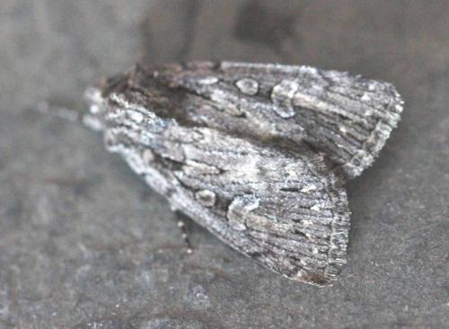 Dichagyris nigrescens