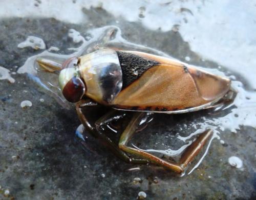 Notonecta glauca