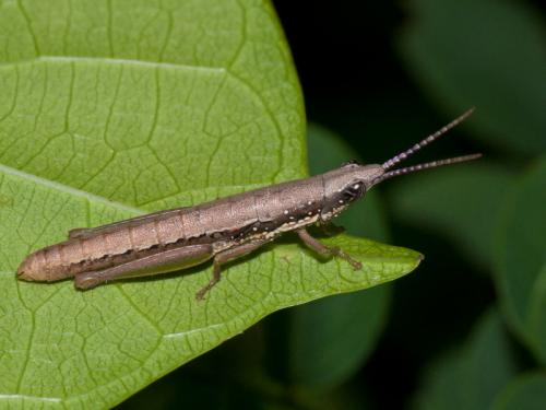 Orthacris sp.