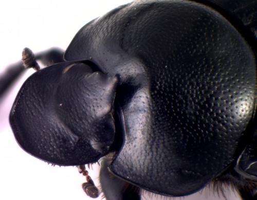 Onthophagus stylocerus