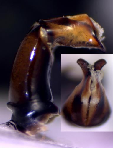 Réf. 127 670 : Onthophagus stylocerus