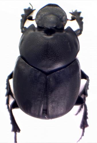 Réf. 127 467 : Onthophagus stylocerus