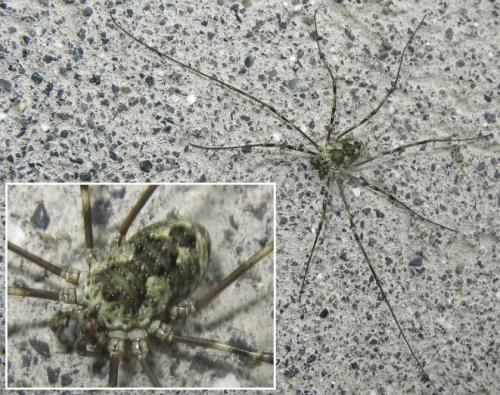 Mitopus glacialis