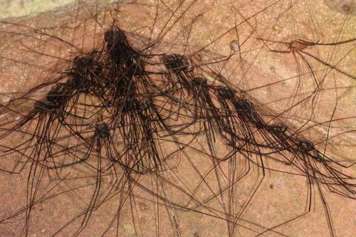Leiobunum sp.