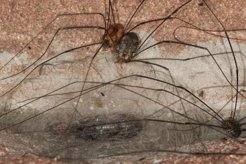Leiobunum sp.