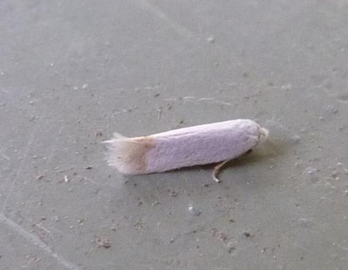 Opostega salaciella