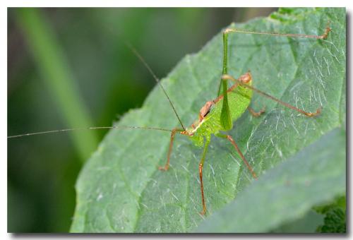 Leptophyes punctatissima