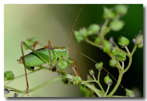Leptophyes punctatissima