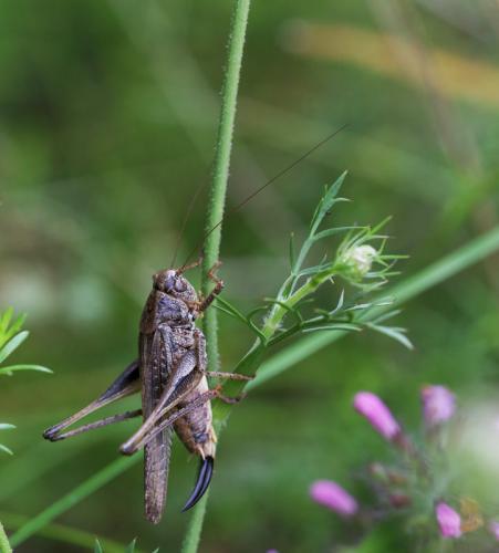 Réf. 127 790 : Platycleis sp.