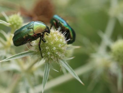 Cetonia aurata aurata