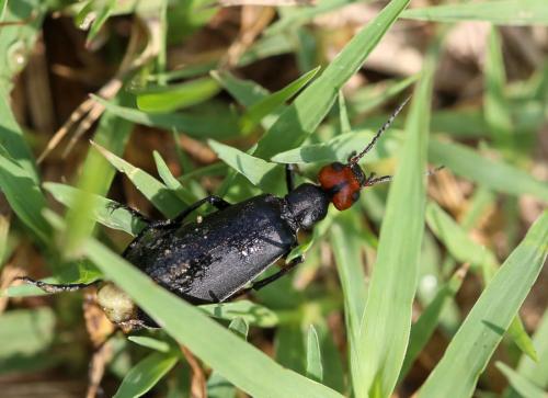 Réf. 127 745 : Epicauta rufidorsum