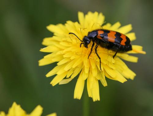 Mylabris variabilis