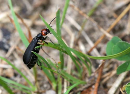 Réf. 127 747 : Epicauta rufidorsum
