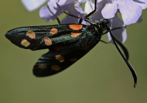 Zygaena sp.