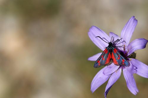 Réf. 127 188 : Zygaena sp.