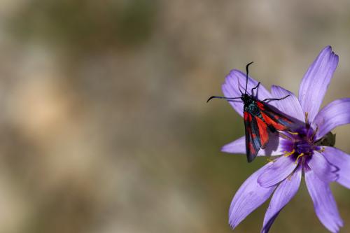 Zygaena sp.