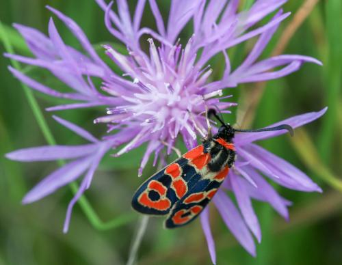 Zygaena fausta