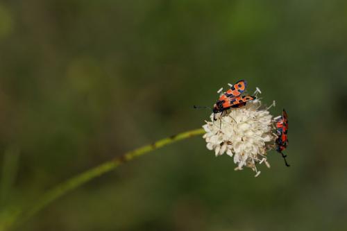 Zygaena fausta