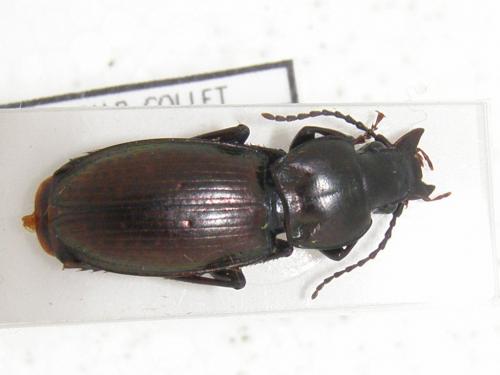 Réf. 127 232 : Pterostichus externepunctatus