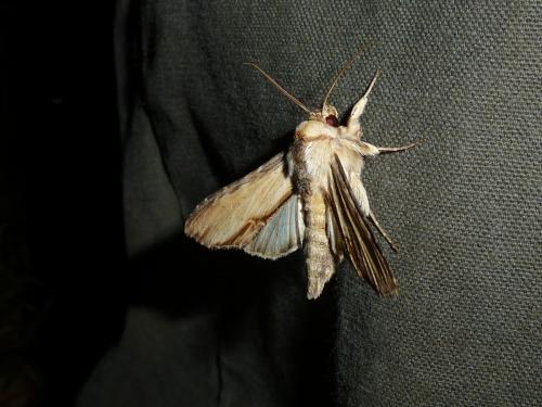 Cucullia sp.