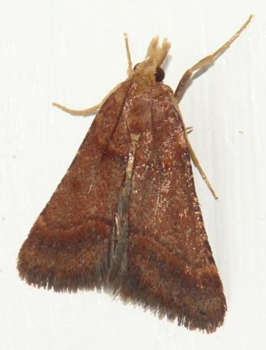 Réf. 127 486 : Stemmatophora brunnealis