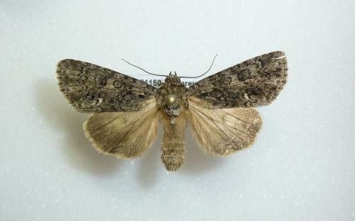 Acronicta rumicis