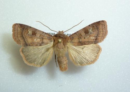 Diarsia sp.