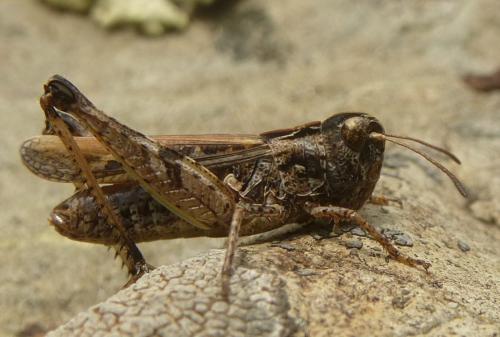 Myrmeleotettix maculatus maculatus