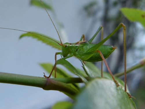 Leptophyes punctatissima